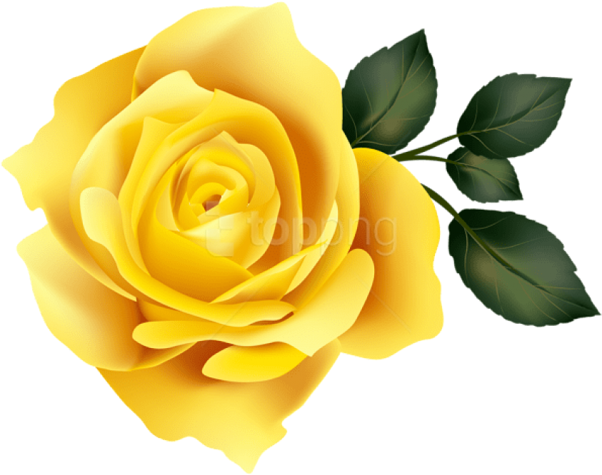 Vibrant Yellow Rose Illustration