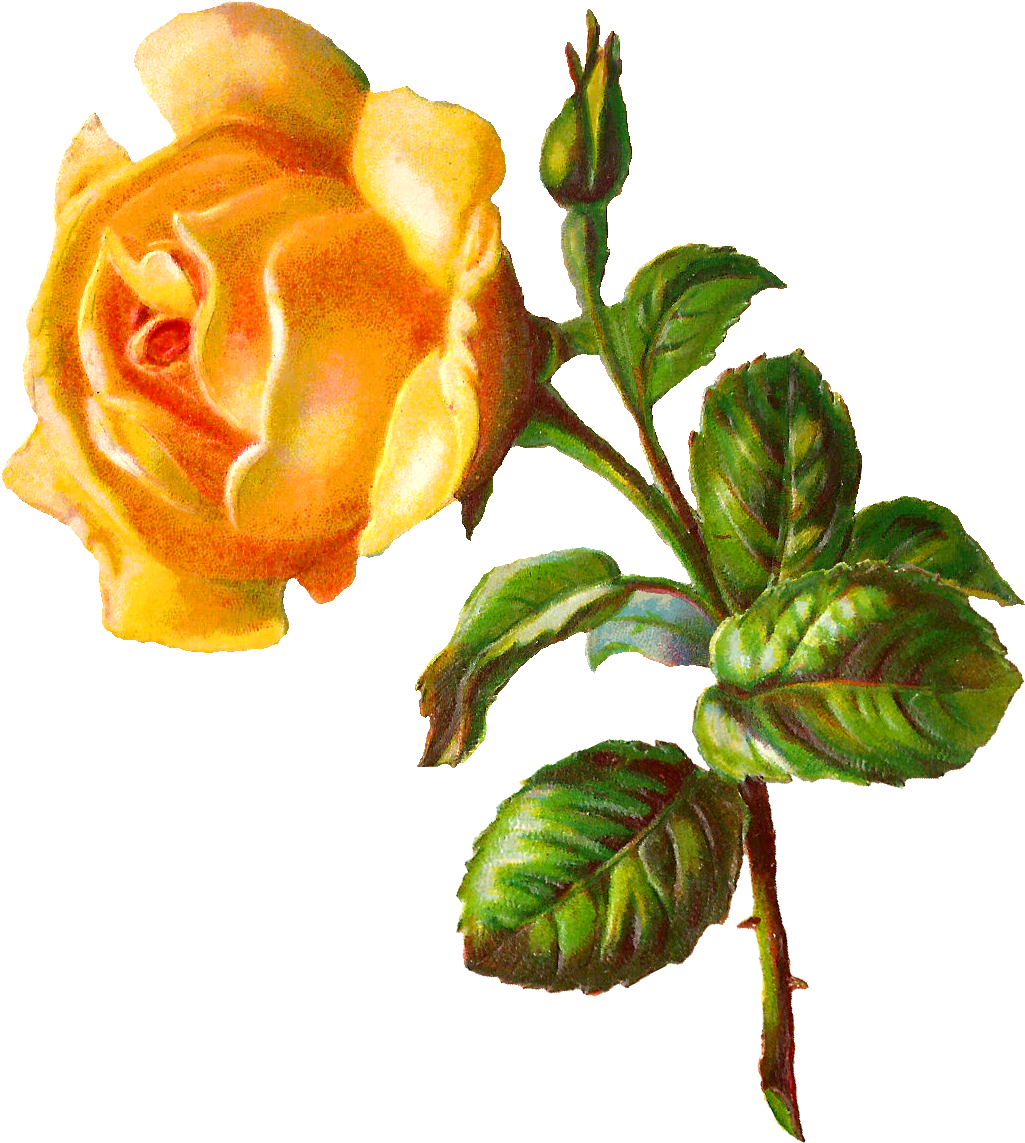 Vibrant_ Yellow_ Rose_ Illustration.png