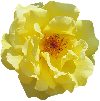 Vibrant Yellow Rose Isolated