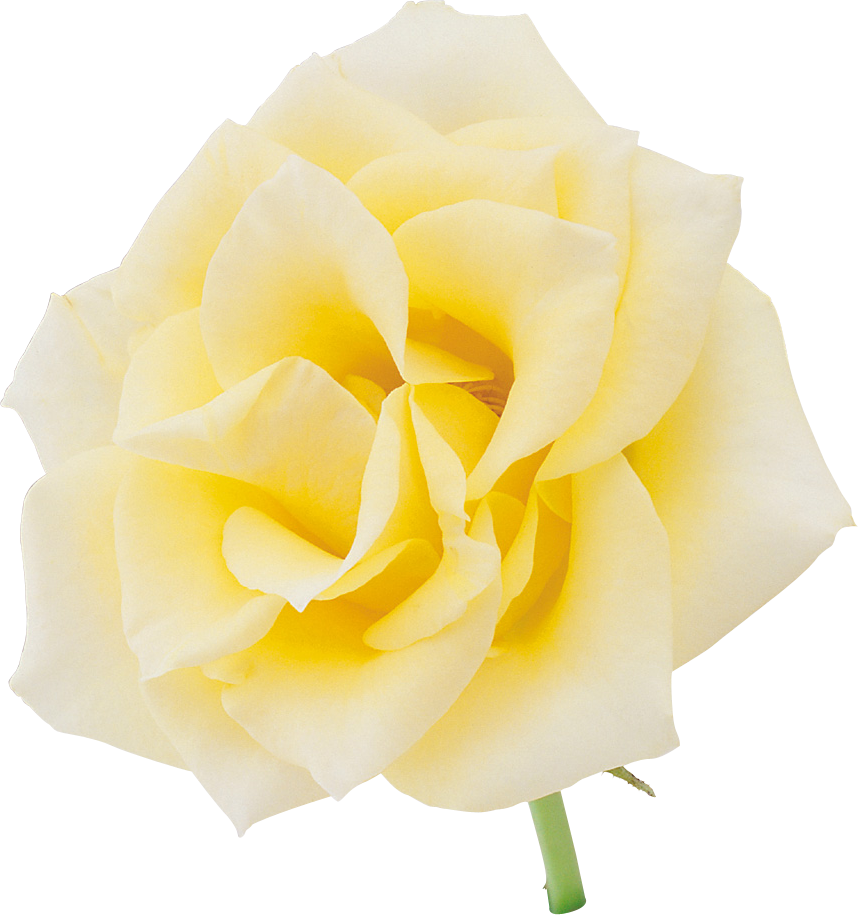 Vibrant Yellow Rose Isolated