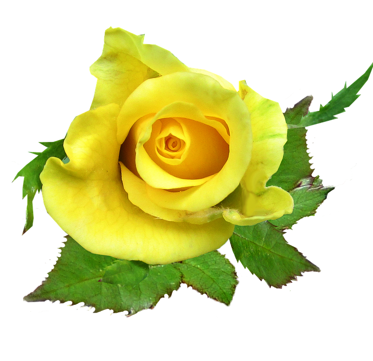 Vibrant Yellow Rose Isolated.png