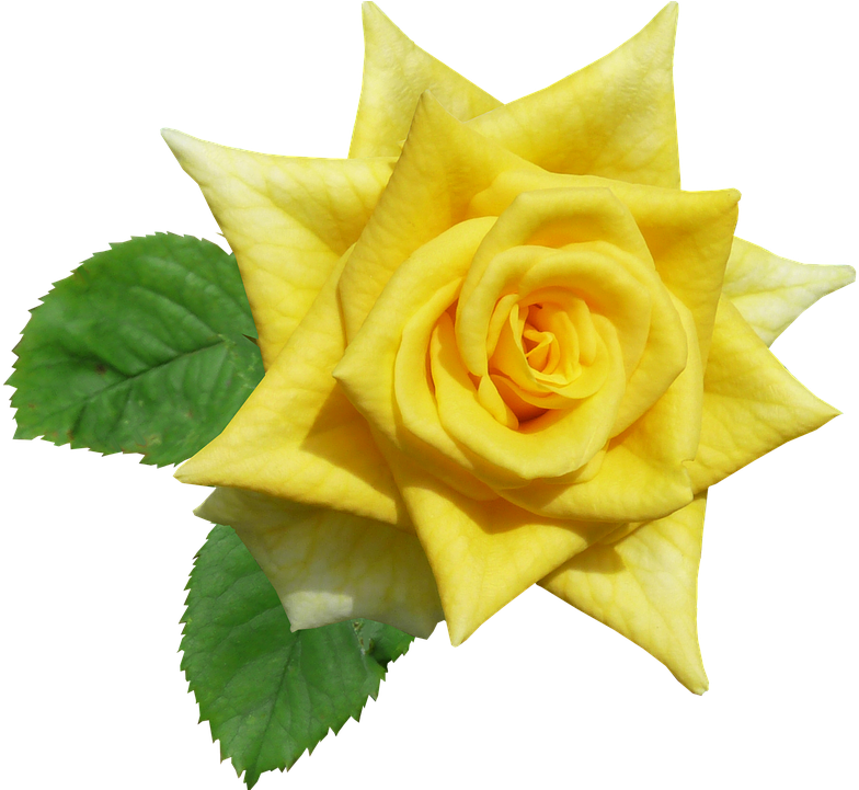 Vibrant Yellow Rose Isolated