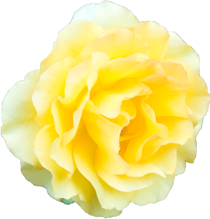 Vibrant Yellow Rose Isolated