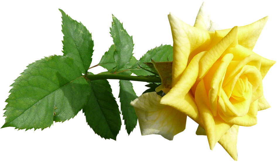 Vibrant Yellow Rose Transparent Background.png