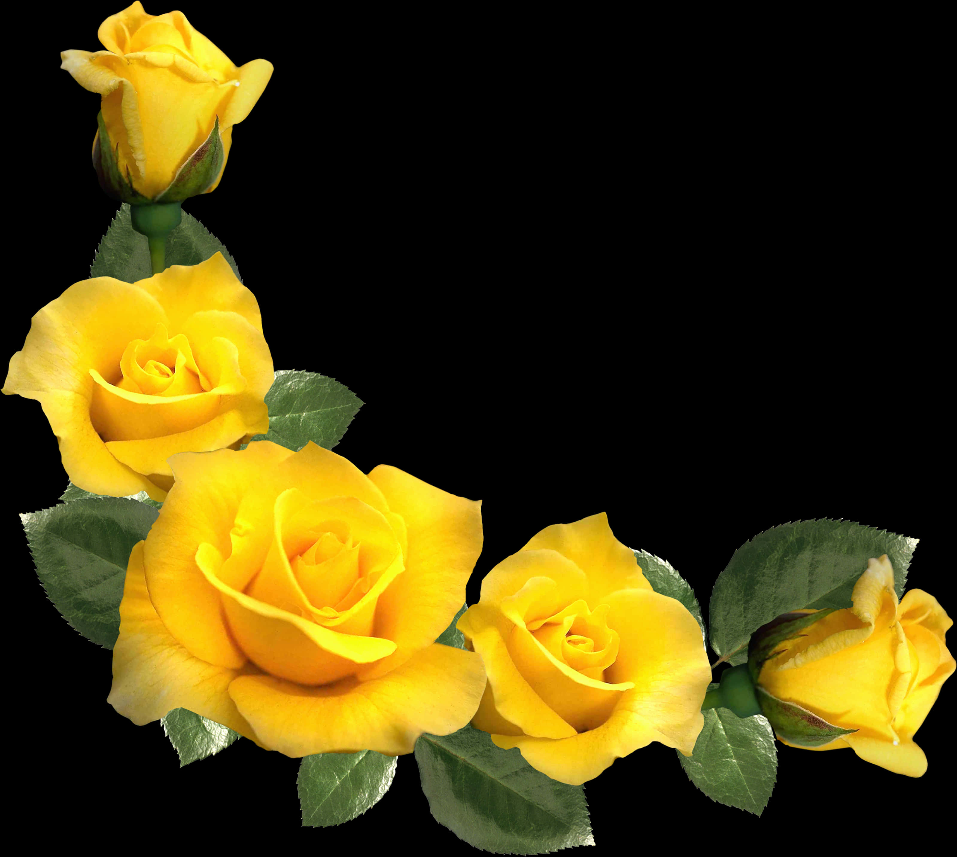 Vibrant Yellow Roses Black Background