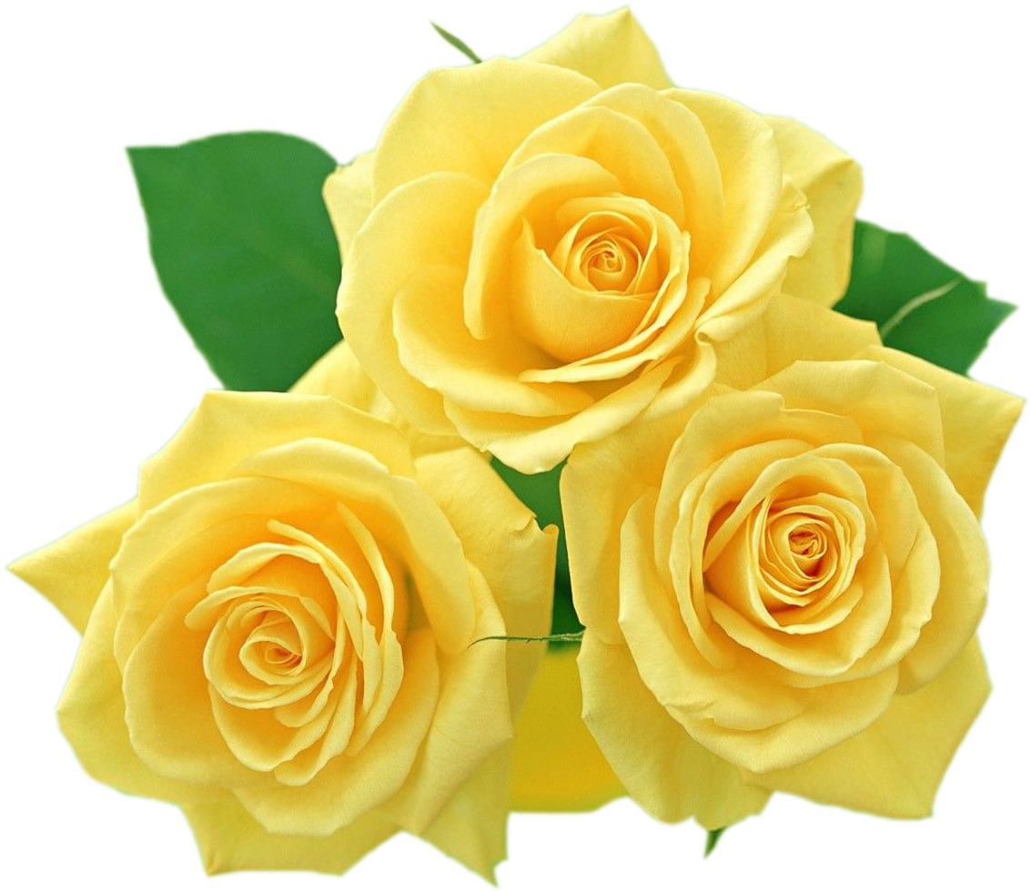 Vibrant Yellow Roses Bouquet