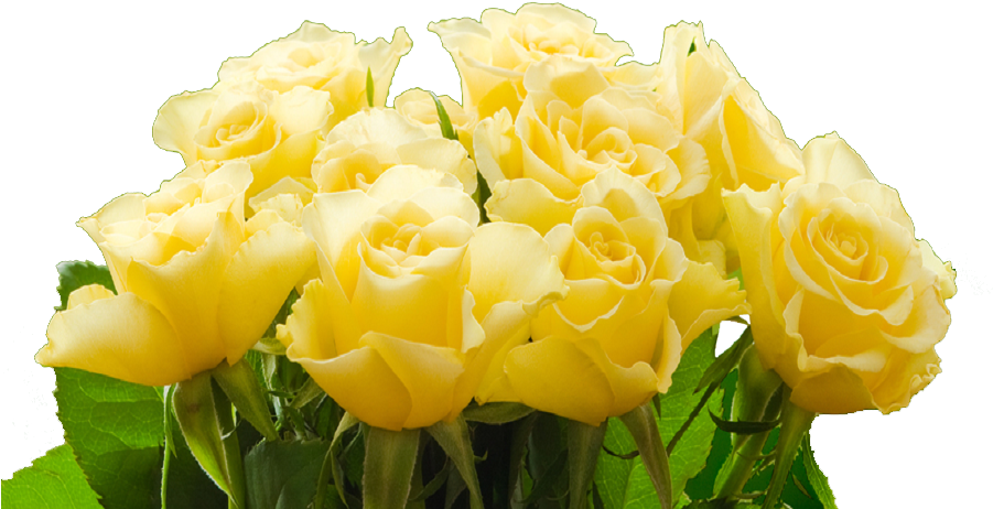 Vibrant Yellow Roses Bouquet