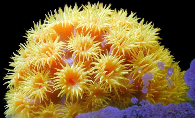 Vibrant Yellow Sea Anemone