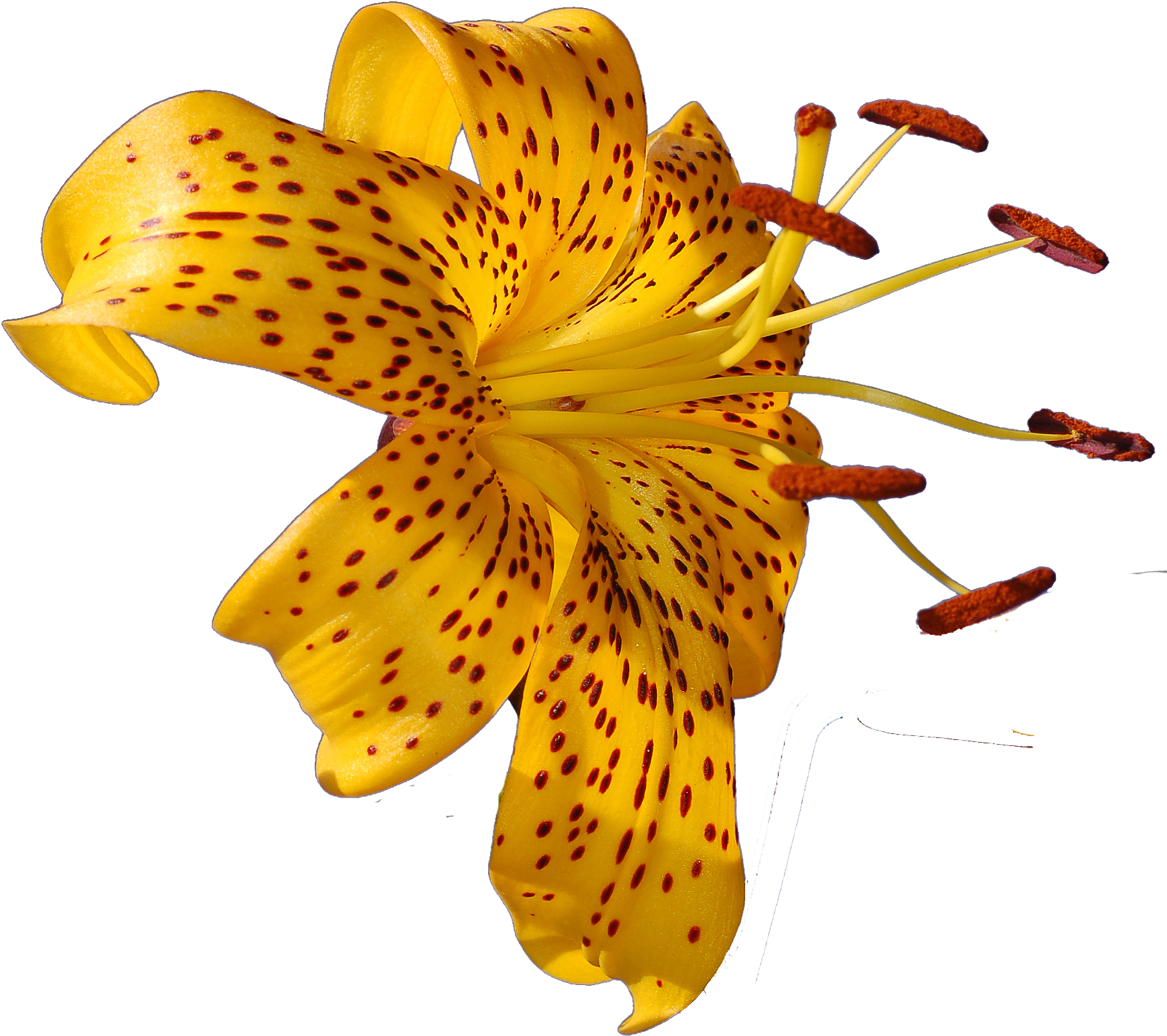 Vibrant Yellow Spotted Lily