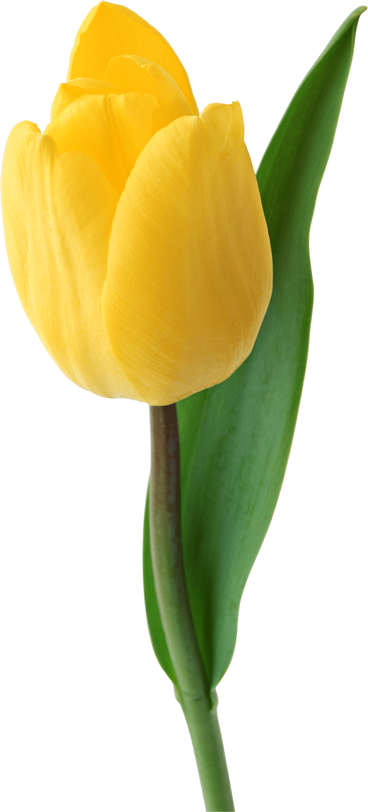 Vibrant Yellow Tulip Single Bloom