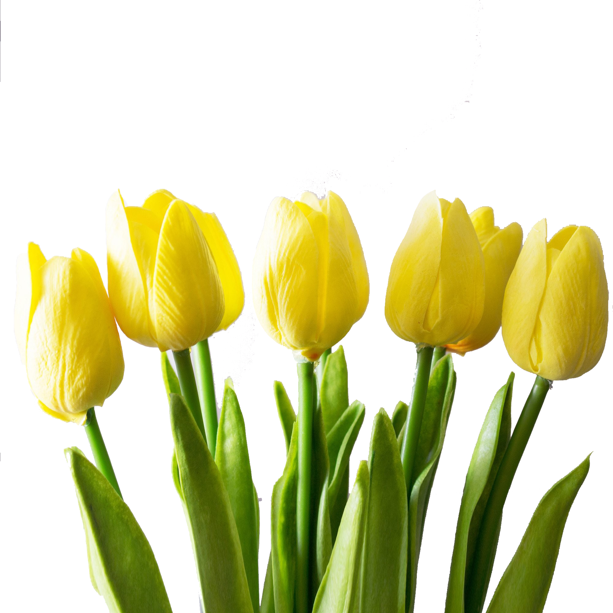 Vibrant Yellow Tulipson Grey