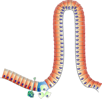 Villus_ Structure_ Diagram