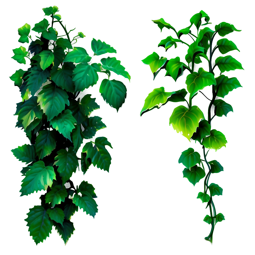 Vine Plants Png Dfc