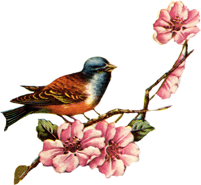 Vintage Birdand Pink Flowers Illustration