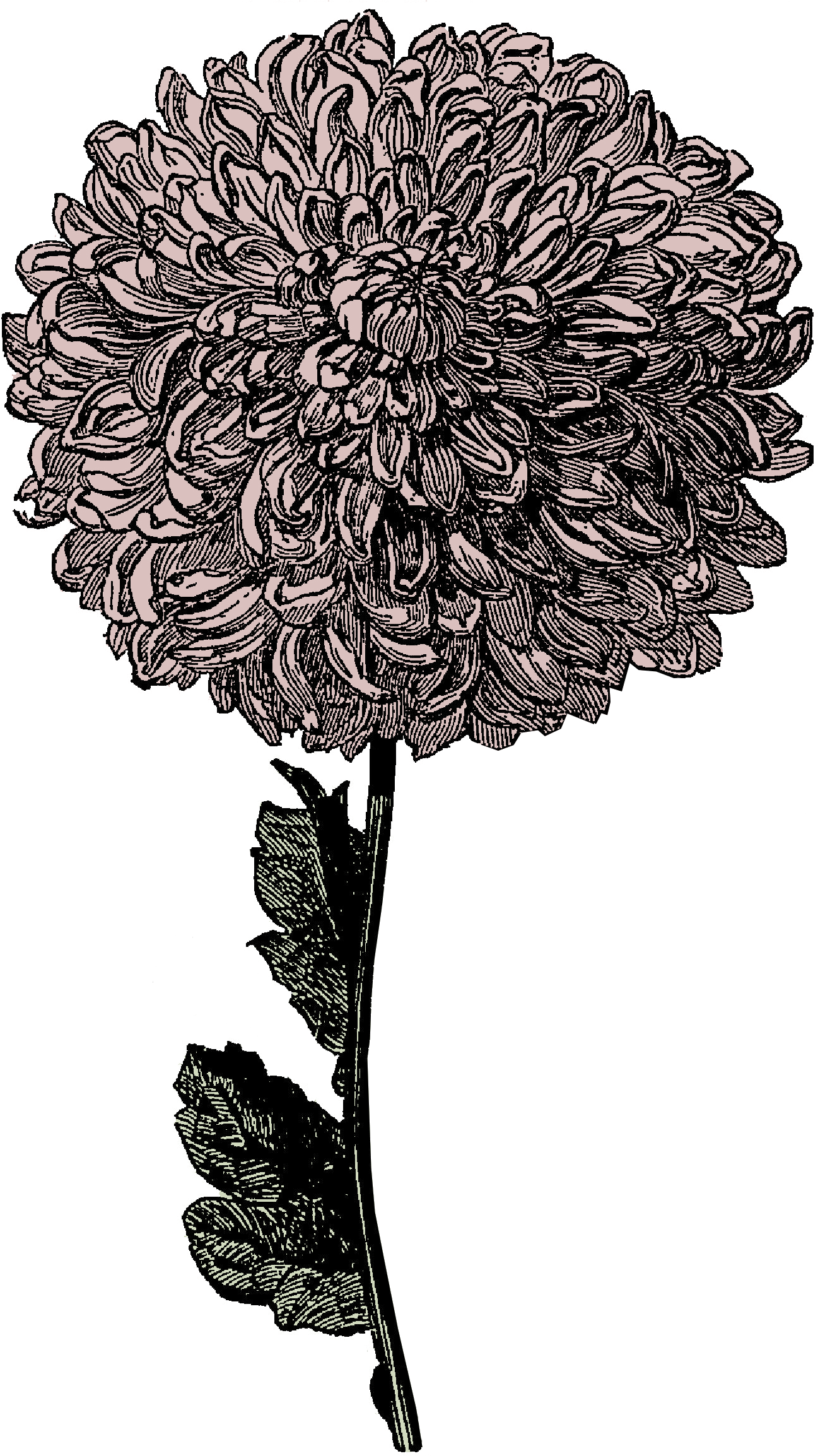 Vintage Chrysanthemum Illustration