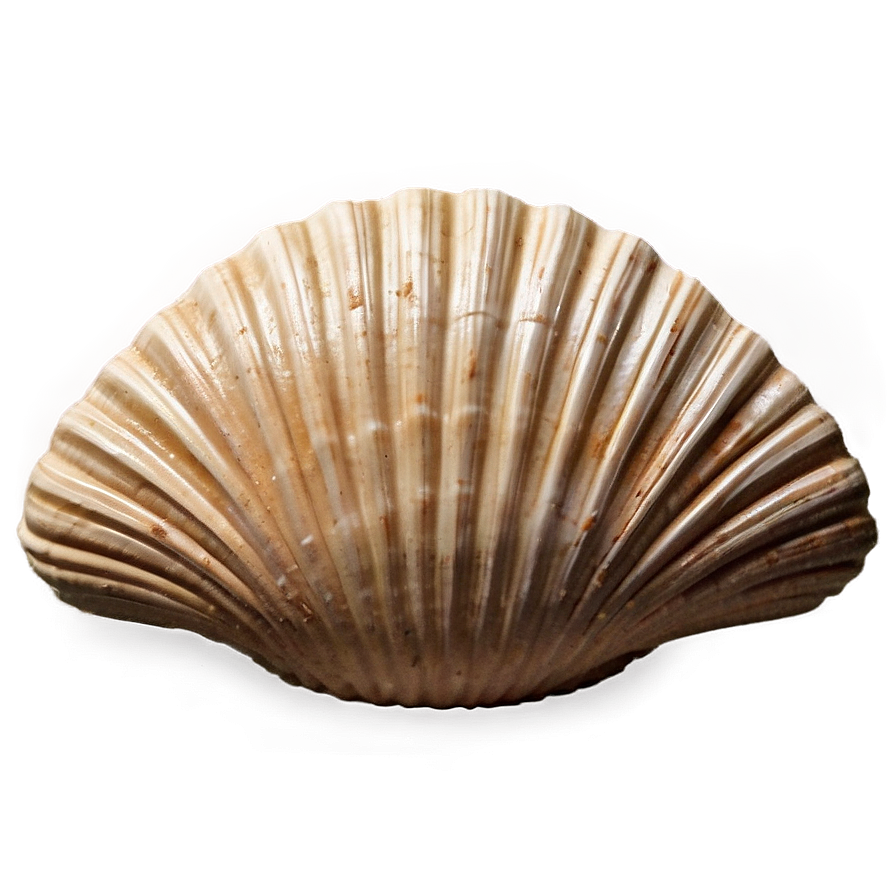 Vintage Clam Shell Png 61