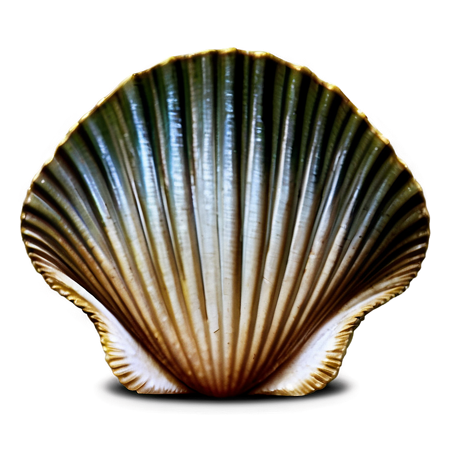 Vintage Clam Shell Png Cxb52