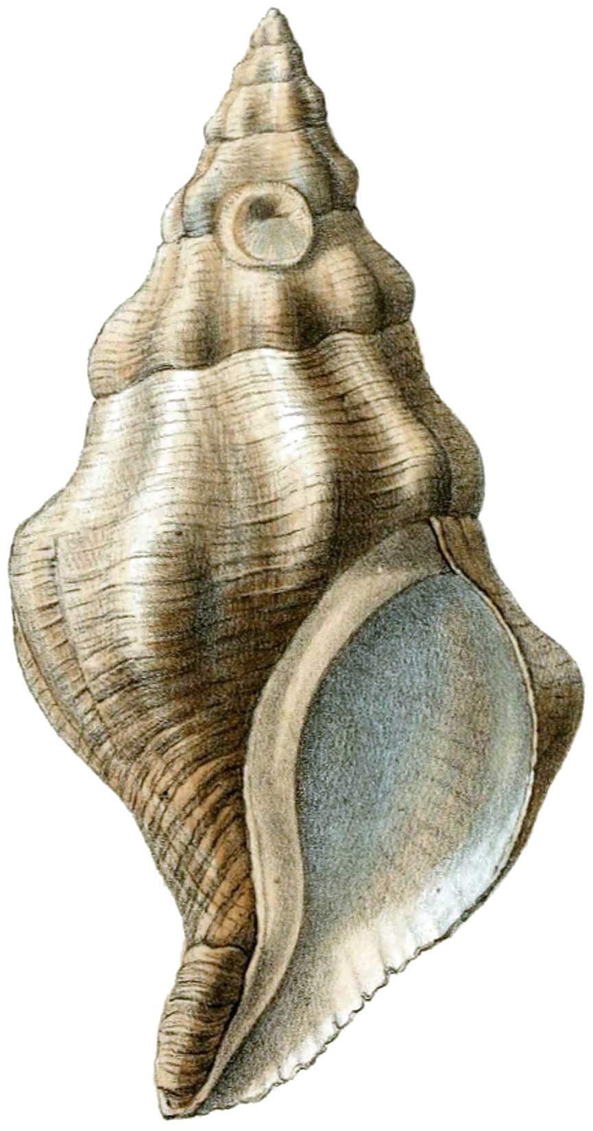 Vintage Conch Shell Illustration