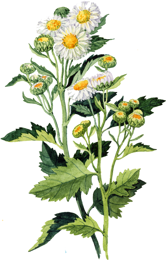 Vintage Daisy Illustration