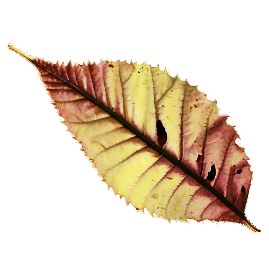 Vintage Fallen Leaves Image Png 53