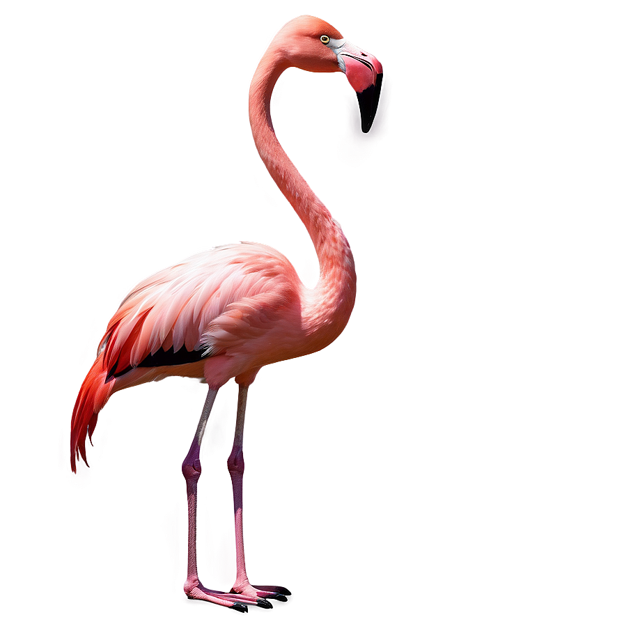 Vintage Flamingo Poster Png 05062024