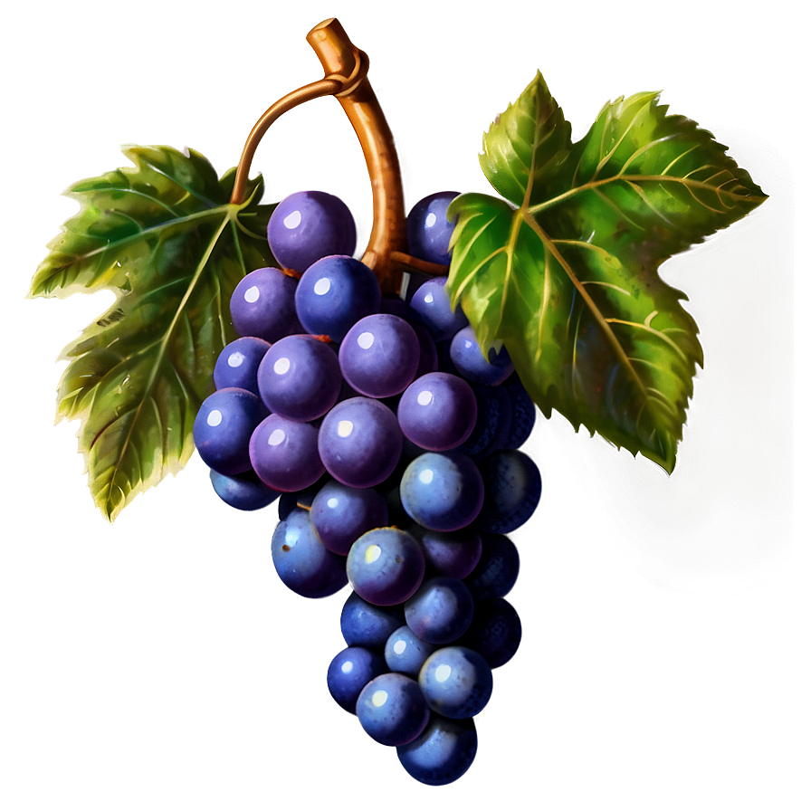 Vintage Grapes Png Uub