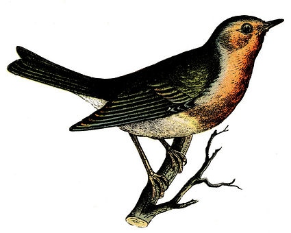 Vintage Illustrated Bird