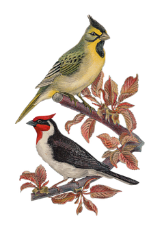 Vintage Illustrated Birdson Branch