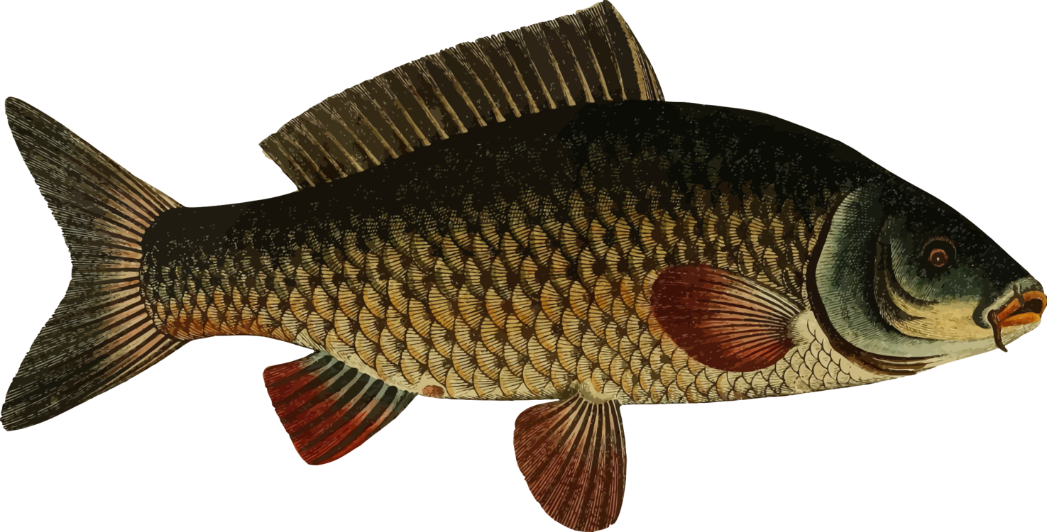 Vintage Illustration Carp