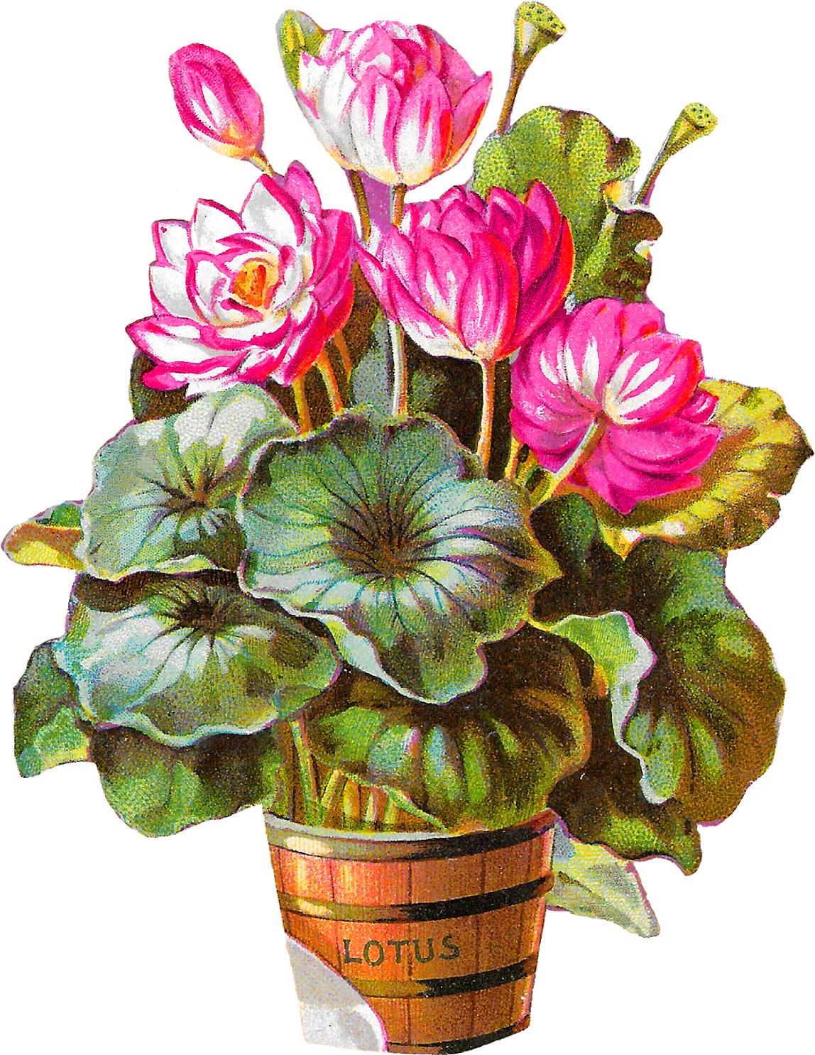 Vintage Lotus Flowers Artwork