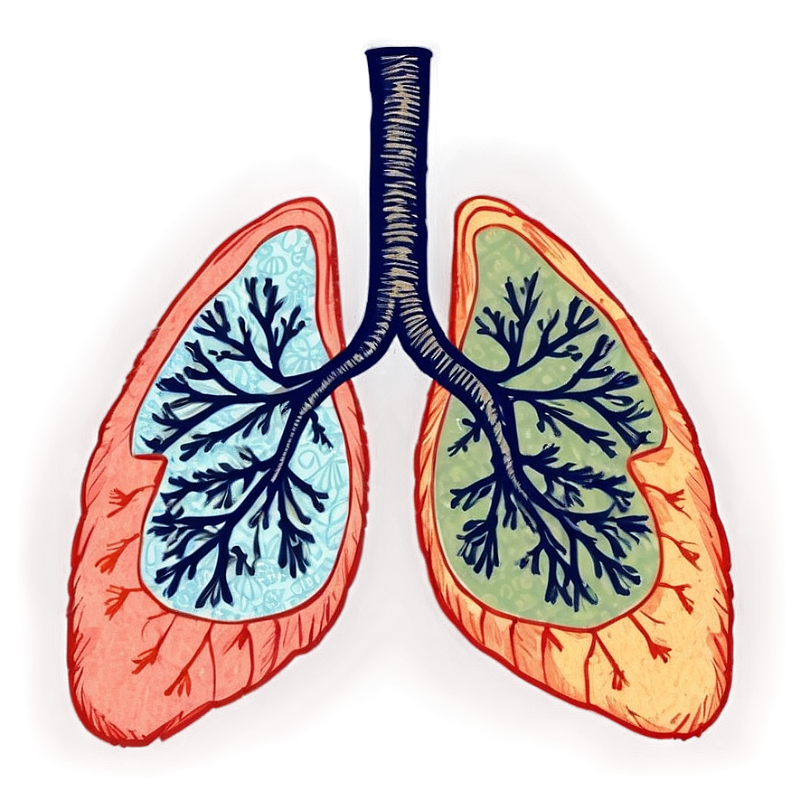 Vintage Lungs Sketch Png 05232024