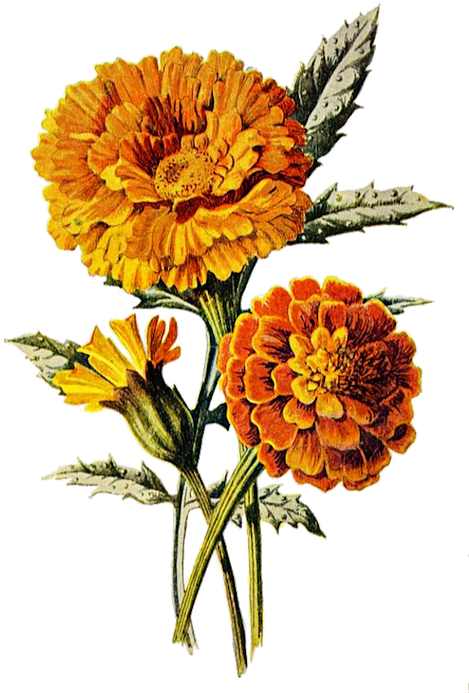 Vintage Marigold Illustration