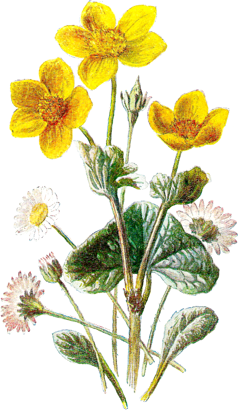 Vintage Marigoldand Daisy Illustration