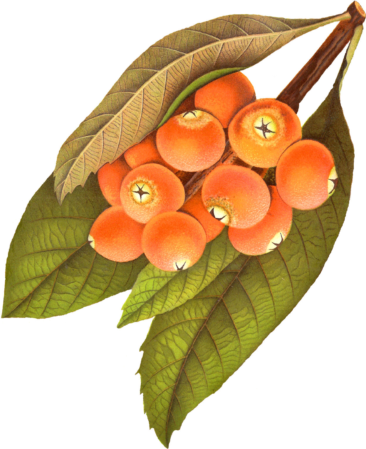 Vintage Orange Berries Illustration