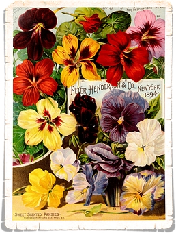 Vintage_ Pansies_ Seed_ Catalog_ Cover_1894