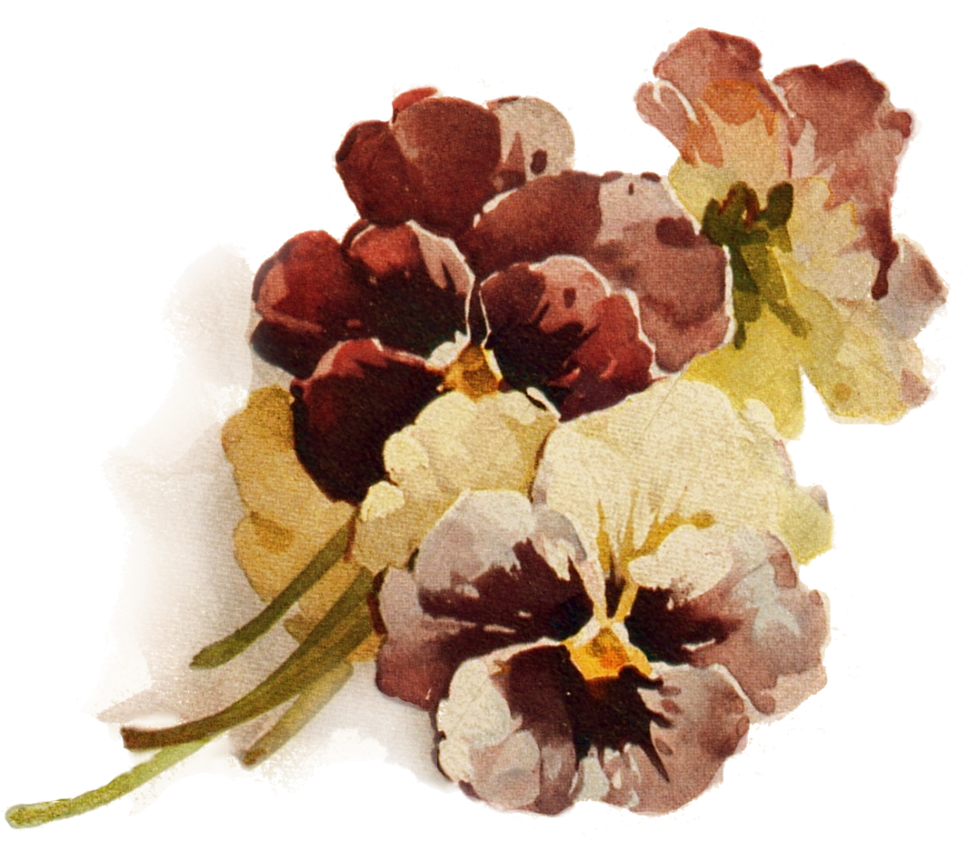 Vintage Pansy Floral Illustration