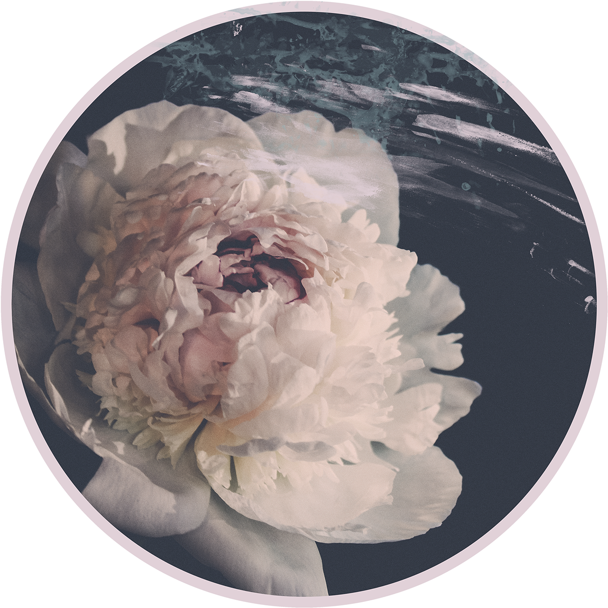 Vintage Peony Closeup