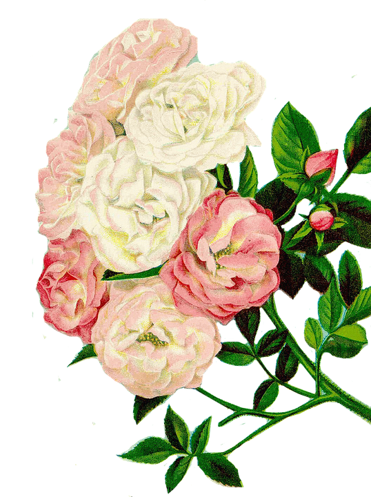 Vintage_ Pink_and_ White_ Roses_ Illustration.png