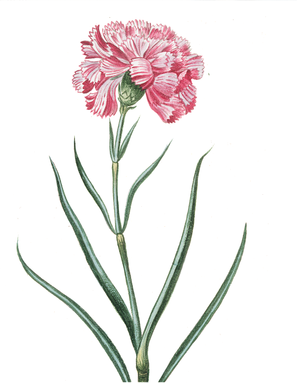 Vintage Pink Carnation Illustration