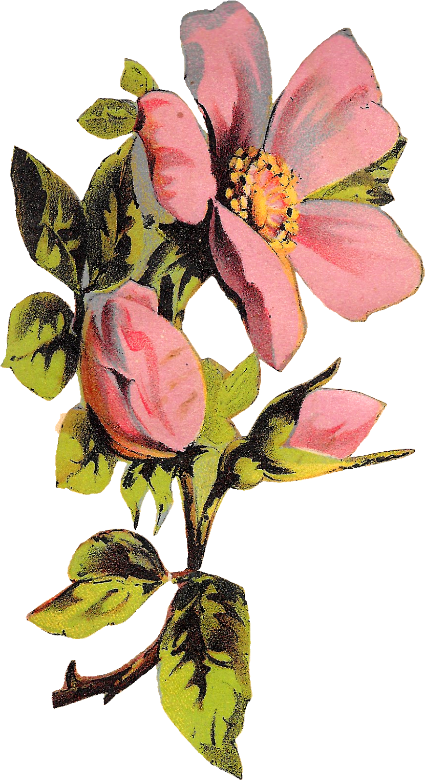 Vintage Pink Flower Illustration