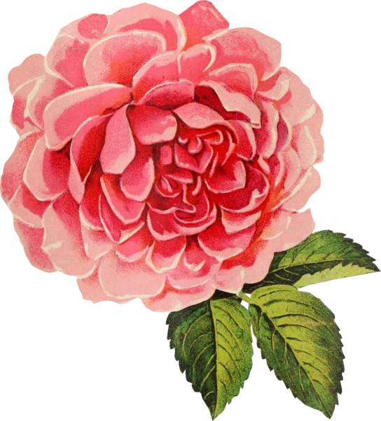 Vintage Pink Rose Illustration