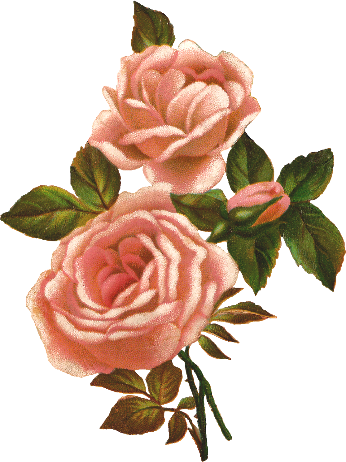 Vintage Pink Roses Illustration