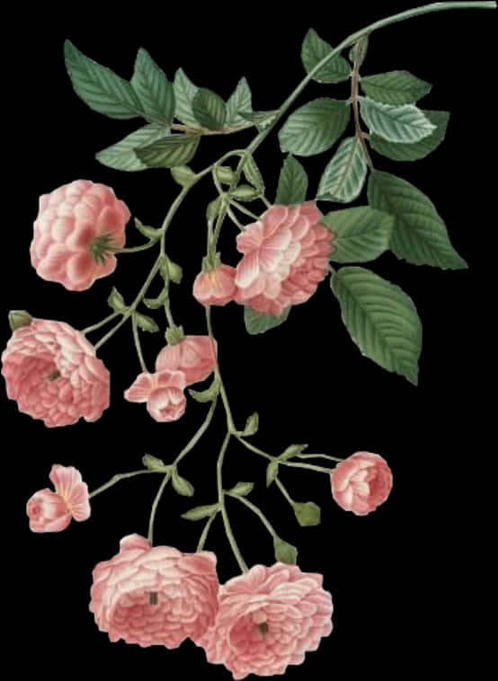 Vintage Pink Roses Illustration