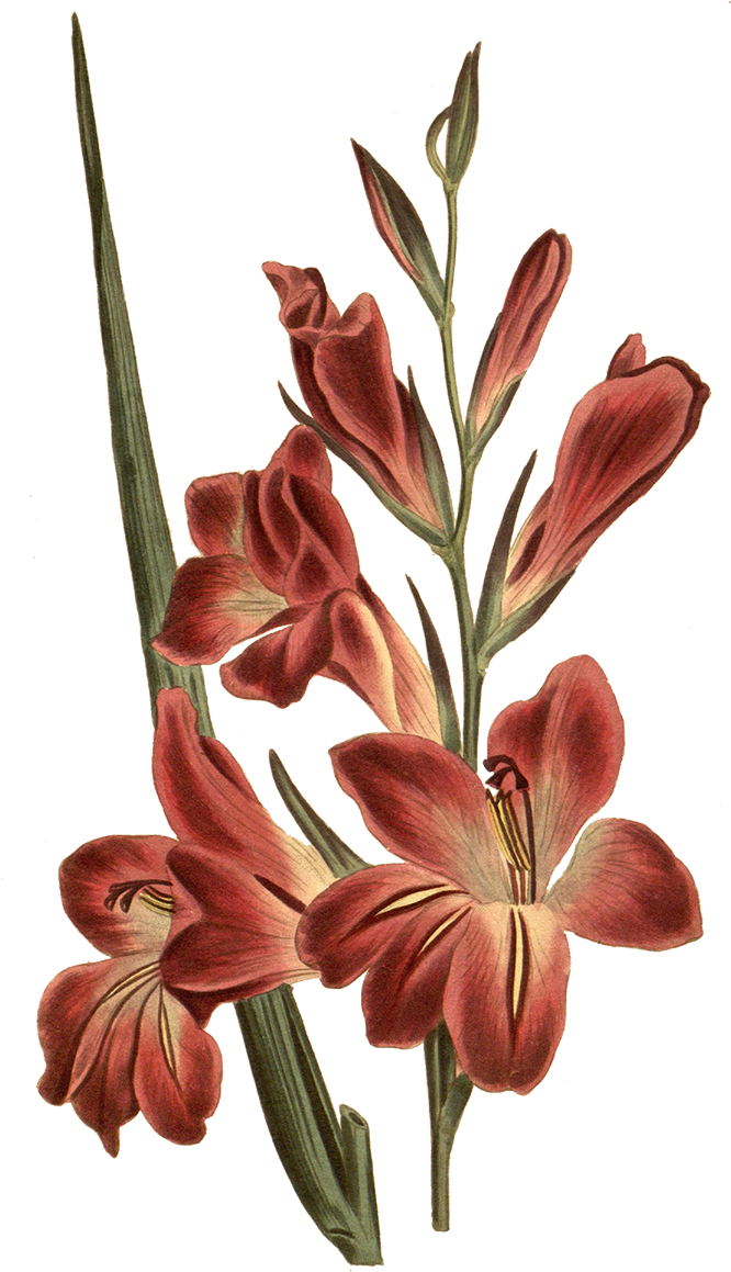 Vintage Red Gladiolus Illustration