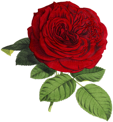 Vintage Red Rose Illustration