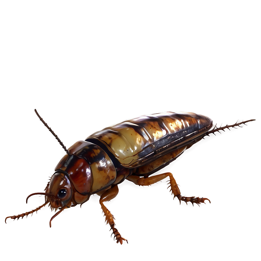 Vintage Roach Png Plk