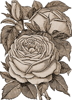 Vintage Rose Sketch Artwork