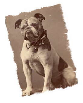 Vintage Sepia Toned Bulldog Portrait