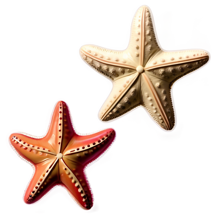 Vintage Starfish Sketch Png Rgu