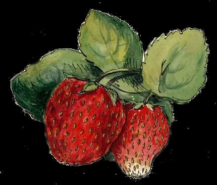 Vintage Strawberry Illustration